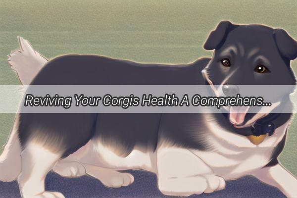 Reviving Your Corgis Health A Comprehensive Guide to Caring for a SkinDisorder Stricken Pup